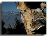 Bristlecone with a Sierra Neveda Backdrop