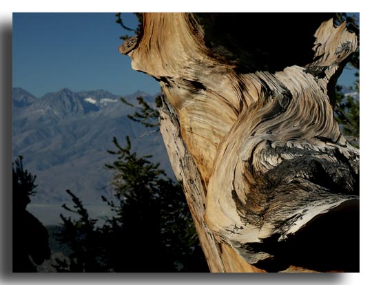 Bristlecone with a Sierra Neveda Backdrop