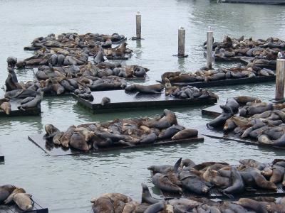 Sea lions in the city!