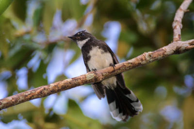 Pied Fantail.jpg