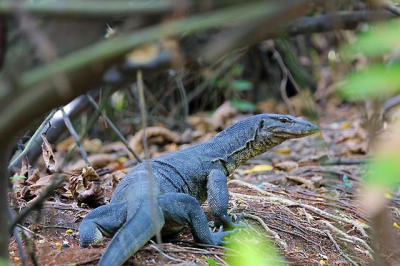 Malayan Water Monitor Lizard 3.jpg