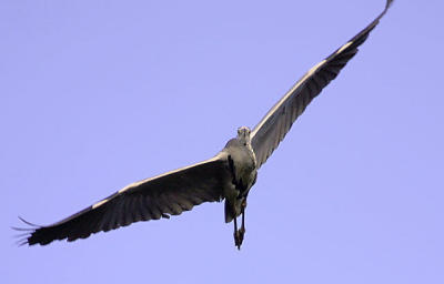 Grey Heron flight.jpg