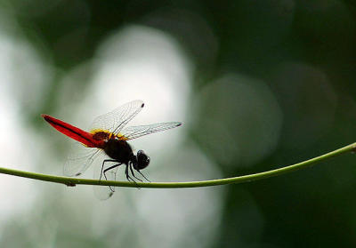 Red Dragonfly.jpg