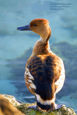 fulvous whistling-duck Bahrain.jpg