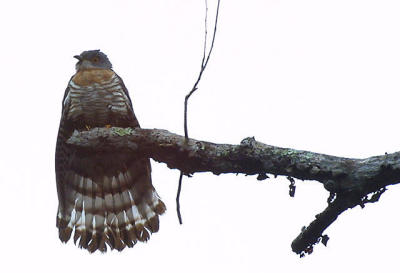 Large Hawk Cuckoo Thailand.jpg