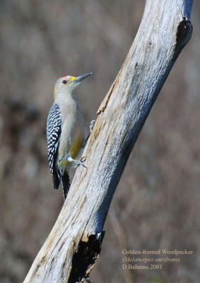 Golden-fronted Woodpecker 3.jpg