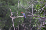 Storkbilled Kingfisher.jpg