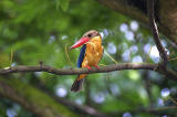 storkbilled Kingfisher2.jpg