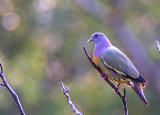 Pink-Necked Green Pigeon male.jpg