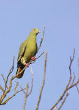 Pink-necked Green Pigeon Female.jpg