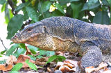 Malayan Water Monitor Lizard 2.jpg