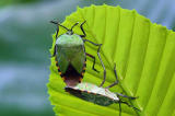 Hemipteran bugs.jpg