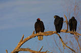 Black  Turkey Vultures.jpg