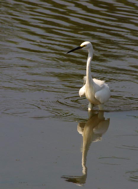 Little Egret 2.jpg