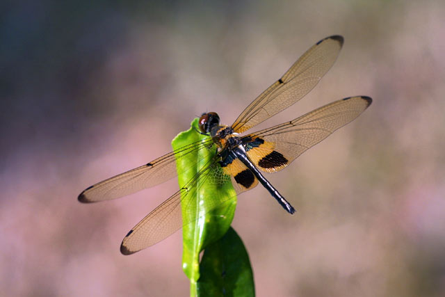 Dragonfly.jpg