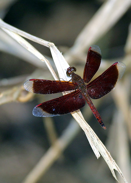 Dragonfly2.jpg