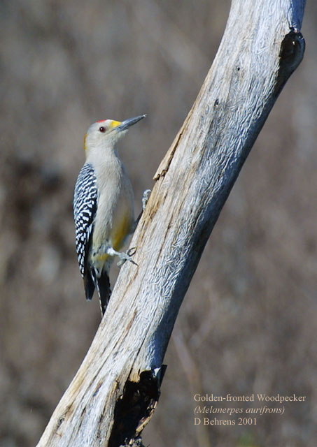 Golden-fronted Woodpecker 3.jpg