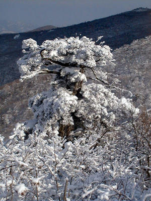 Snow Flowers