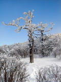 Snow Flowers