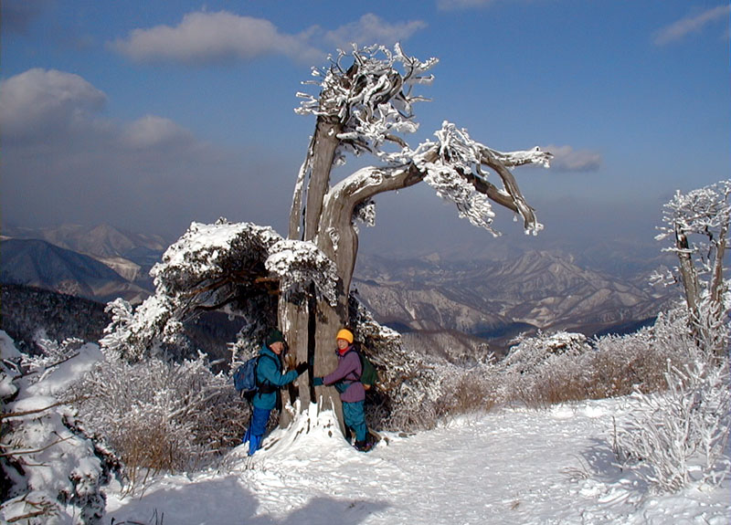 1,000 Year Old Tree