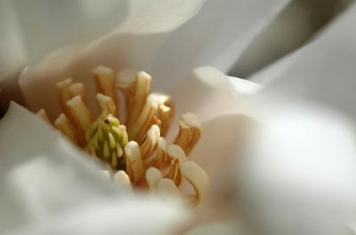 Hidden (magnolia)