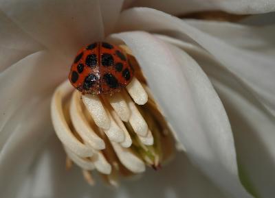 Dirty ladybug