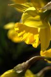Early risers (daffodils)