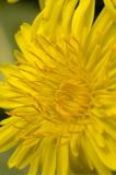 Giant dandelion (temperate house)