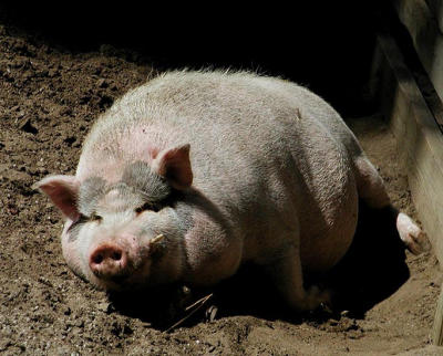 happy pig