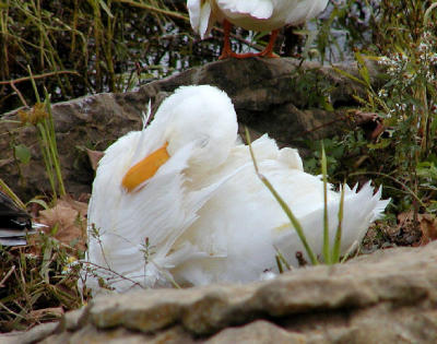 sleepy duck