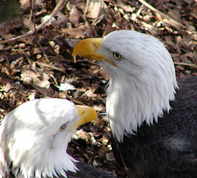 eagles Louisville Zoo