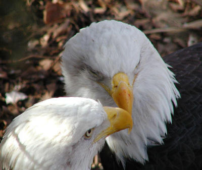 eagles 2 Louisville Zoo
