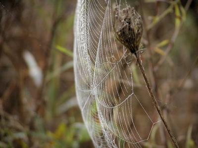 sideways web and dew