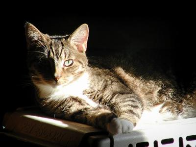 Dixie in shadows