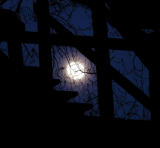 moon thru steps branches
