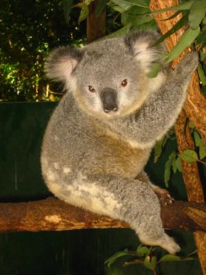 baby koala1.jpg