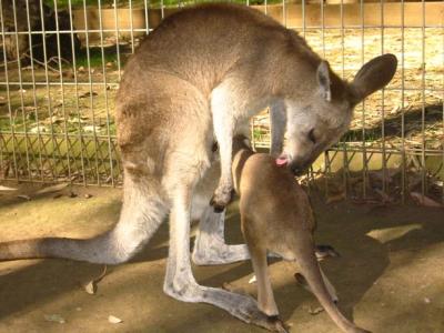 kangaroo lick.jpg