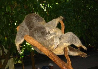 sleeping baby koala.jpg