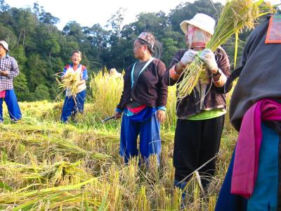 Hmong women threshing rice.jpg