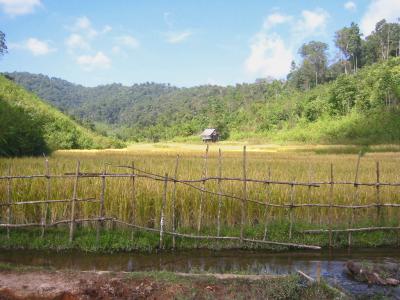 rice paddies - northern Thailand3.jpg