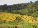 rice paddies - northern thailand2.jpg