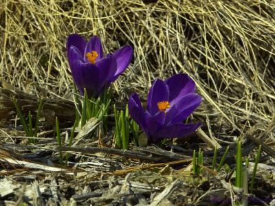 March Croci.jpg