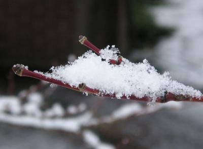 Snow On Buds