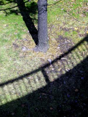 Shadows