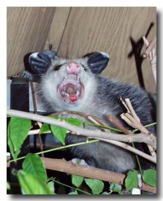 Opossum, Night Visitor