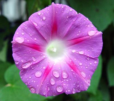 Mothers Morning Glory