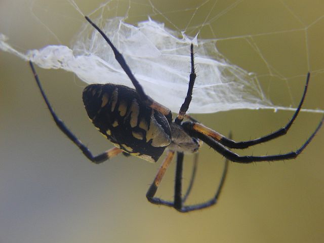 UZI spider