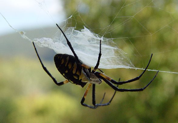 sony spider