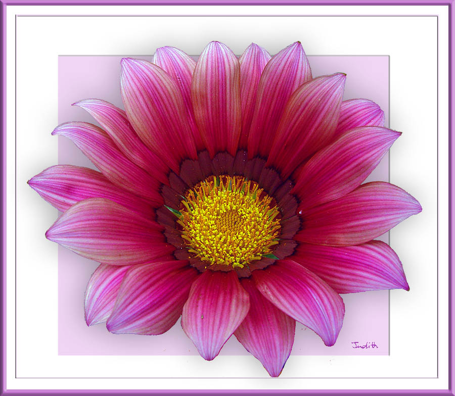 Gazania