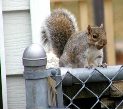 squirrel